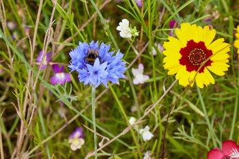 Bee on Cornflower This still life photograph was taken in the morning during the summer in Derbyshire, England, United Kingdom. It prominently features a bee on a blue cornflower surrounded by various wild flowers and green plants. A bright yellow and red golden tickseed flower is also clearly visible next to the cornflower. The image captures details of the flowers, animals, and plants typical of the English countryside in summer, providing a detailed view of the natural diversity of the region.